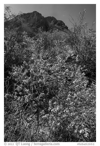 Siverleaf with purple flowers. Big Bend National Park, Texas, USA.