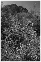 Siverleaf with purple flowers. Big Bend National Park, Texas, USA. (black and white)