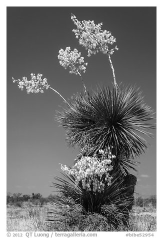 Yucca in bloom. Big Bend National Park, Texas, USA.