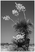 Yucca in bloom. Big Bend National Park, Texas, USA. (black and white)