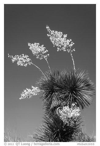 Blooming yucca. Big Bend National Park, Texas, USA.