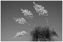 Cluster of yucca blooms. Big Bend National Park, Texas, USA. (black and white)