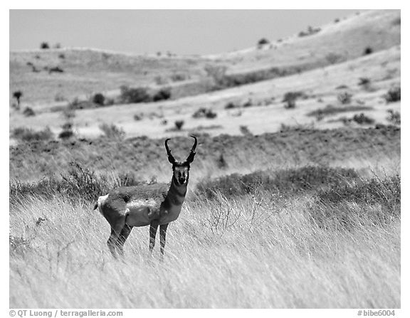 Desert Pronghorn. Big Bend National Park (black and white)