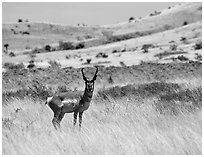 Desert Pronghorn. Big Bend National Park, Texas, USA. (black and white)