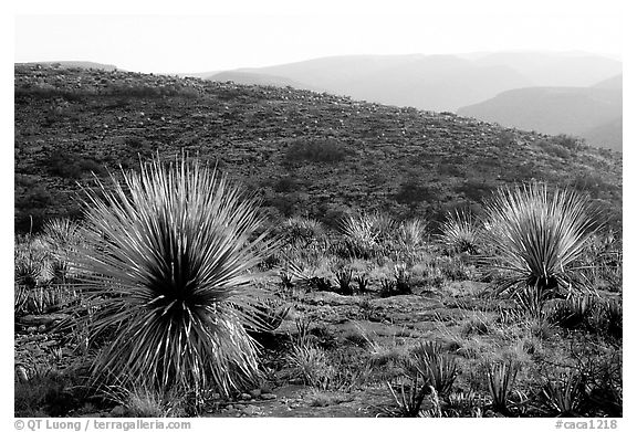Yuccas at sunset on limestone bedrock. Carlsbad Caverns National Park (black and white)