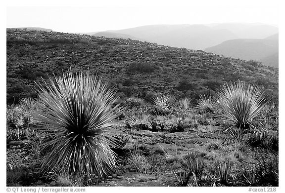 Yuccas at sunset on limestone bedrock. Carlsbad Caverns National Park, New Mexico, USA.