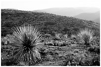 Yuccas at sunset on limestone bedrock. Carlsbad Caverns National Park, New Mexico, USA. (black and white)