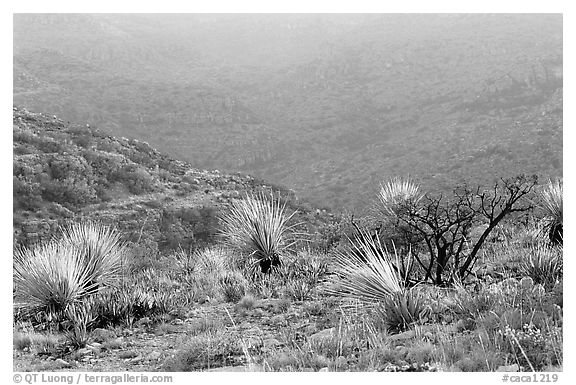 Limestone hills with yuccas, sunset. Carlsbad Caverns National Park (black and white)