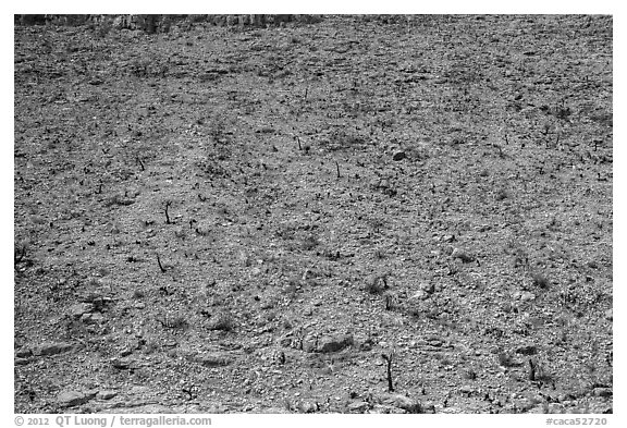 Rocky slope with burned cactus. Carlsbad Caverns National Park (black and white)