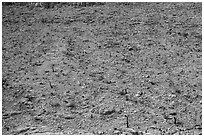 Rocky slope with burned cactus. Carlsbad Caverns National Park ( black and white)