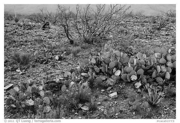 Wildflowers and cactus. Carlsbad Caverns National Park, New Mexico, USA.