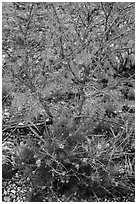 Wildflowers and shrubs. Carlsbad Caverns National Park, New Mexico, USA. (black and white)