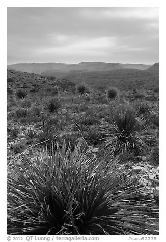 Yuccas, sky darkened by wildfires. Carlsbad Caverns National Park (black and white)