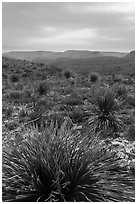 Yuccas, sky darkened by wildfires. Carlsbad Caverns National Park, New Mexico, USA. (black and white)