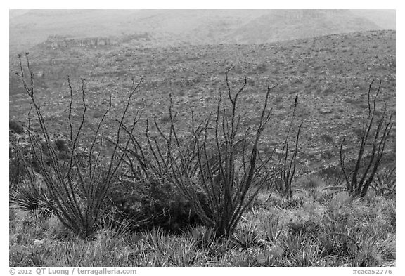 Ocotillos and slopes, Rattlesnake Canyon. Carlsbad Caverns National Park, New Mexico, USA.