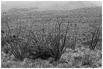 Ocotillos and slopes, Rattlesnake Canyon. Carlsbad Caverns National Park, New Mexico, USA. (black and white)