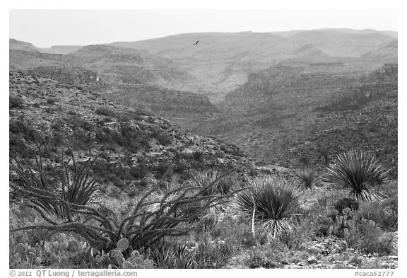 Rattlesnake Canyon. Carlsbad Caverns National Park, New Mexico, USA.