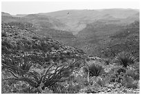 Rattlesnake Canyon. Carlsbad Caverns National Park, New Mexico, USA. (black and white)