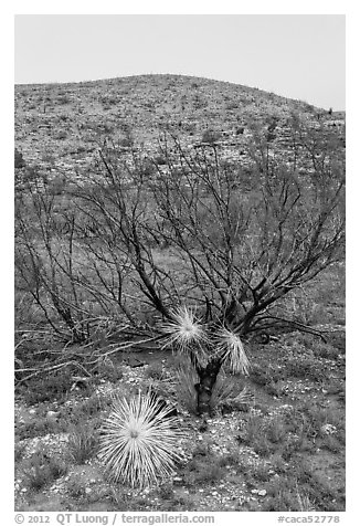 Burned yuccas and trees. Carlsbad Caverns National Park (black and white)