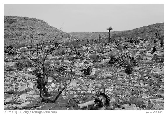 Burned desert. Carlsbad Caverns National Park, New Mexico, USA.