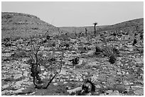 Burned desert. Carlsbad Caverns National Park, New Mexico, USA. (black and white)