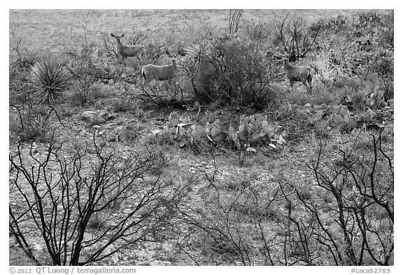 Deer in desert landscape. Carlsbad Caverns National Park (black and white)