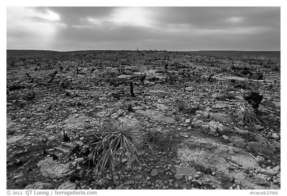 Burned desert vegetation. Carlsbad Caverns National Park, New Mexico, USA.