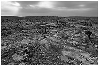 Burned desert vegetation. Carlsbad Caverns National Park, New Mexico, USA. (black and white)