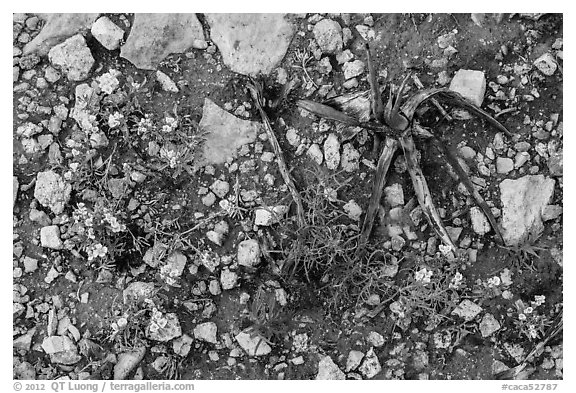 Close-up of flowers and burned desert plants. Carlsbad Caverns National Park, New Mexico, USA.