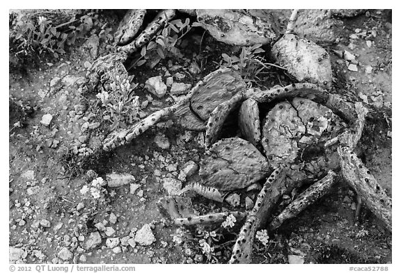 Close-up of flowers and dead cactus. Carlsbad Caverns National Park (black and white)