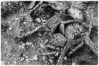 Close-up of flowers and dead cactus. Carlsbad Caverns National Park ( black and white)