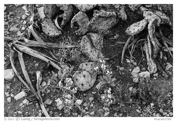 Close-up of flowers and burned cactus. Carlsbad Caverns National Park, New Mexico, USA.