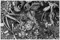 Close-up of flowers and burned cactus. Carlsbad Caverns National Park, New Mexico, USA. (black and white)