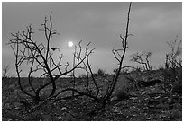 Sun through wildfire smoke and burned shrubs. Carlsbad Caverns National Park, New Mexico, USA. (black and white)