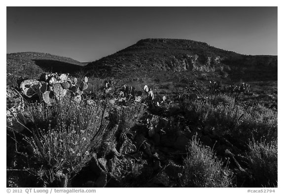 Flowers and cactus in Walnut Canyon. Carlsbad Caverns National Park, New Mexico, USA.