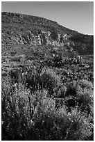 Springtime bloom, Walnut Canyon. Carlsbad Caverns National Park ( black and white)