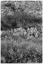 Wildflowers, cactus, shrubs, and rock. Carlsbad Caverns National Park ( black and white)
