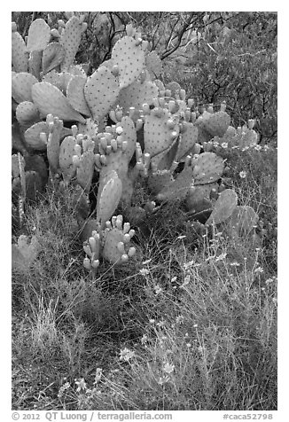 Close-up of annuals and cactus. Carlsbad Caverns National Park (black and white)