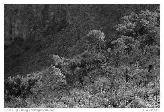 Desert shrubs and trees, Walnut Canyon. Carlsbad Caverns National Park, New Mexico, USA.