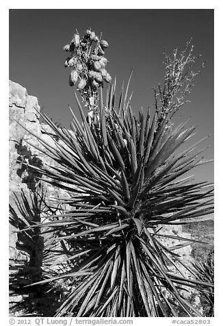 Yucca and cliff. Carlsbad Caverns National Park, New Mexico, USA.