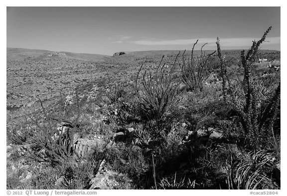 Chihuahan Desert landscape with ocotillos. Carlsbad Caverns National Park, New Mexico, USA.