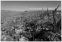 Chihuahan Desert landscape with ocotillos. Carlsbad Caverns National Park ( black and white)