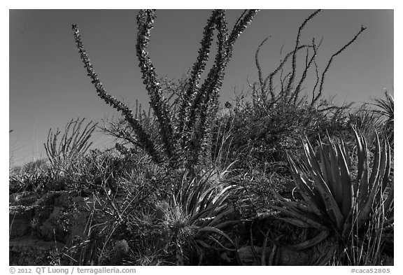 Flowering cactus and  ocotillos. Carlsbad Caverns National Park, New Mexico, USA.