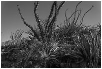 Flowering cactus and  ocotillos. Carlsbad Caverns National Park ( black and white)