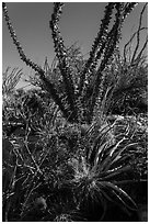 Purple blooms and ocotillos. Carlsbad Caverns National Park, New Mexico, USA. (black and white)