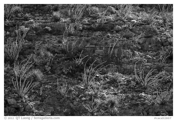 ocotillos on slope. Carlsbad Caverns National Park, New Mexico, USA.