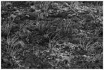 ocotillos on slope. Carlsbad Caverns National Park, New Mexico, USA. (black and white)