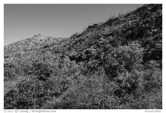 Green trees and shurbs below desert slopes. Carlsbad Caverns National Park, New Mexico, USA.