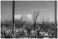 Ocotillos, yuccas and cactus, visitor center window reflexion. Carlsbad Caverns National Park, New Mexico, USA. (black and white)