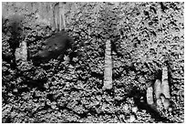 Stalagmite and cave popcorn. Carlsbad Caverns National Park, New Mexico, USA. (black and white)